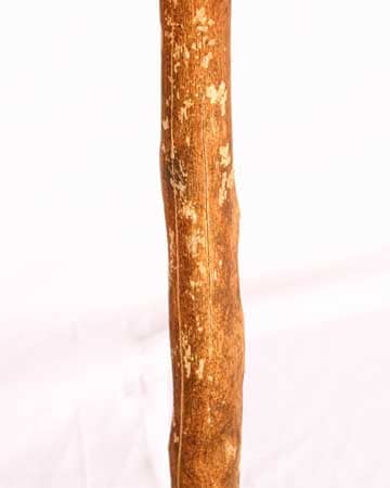 Sujeto
